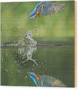 Kingfisher Wood Print