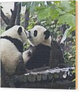 Kissing Pandas Wood Print
