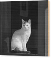Kitty In The Window Wood Print