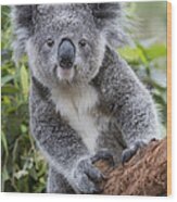 Koala Joey Nsw Australia Wood Print