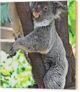 Koala Up A Tree Wood Print