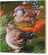 Koi Pond Ducks Wood Print
