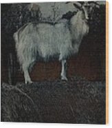 La Capra - The Goat Wood Print