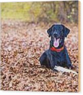 Labrador Retriever In The Fall Wood Print