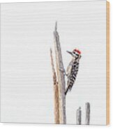 Ladder-backed Woodpecker Wood Print