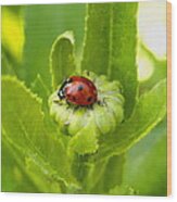 Lady Bug In The Garden Wood Print