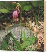 Lady Slippers At Moore State Park 3 Wood Print