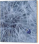 Blue Ladybird On Dandelion Wood Print