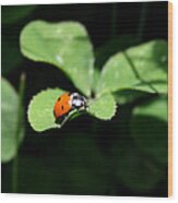 Ladybug Wood Print