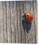 Ladybug Wood Print