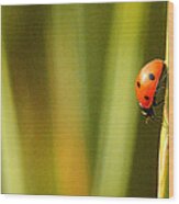Ladybug Refuge.. Wood Print