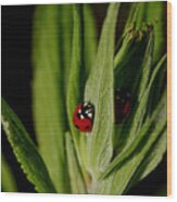 Ladybugs Wood Print