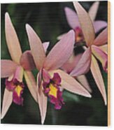 Laelia Santa Barbara Sunset Wood Print