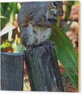 Lake Howard Squirrel 019 Wood Print