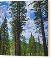 Lake Tahoe Trees Wood Print