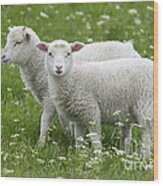 Lambs In Spring Wood Print