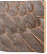 Lanner Falcon Wing Feathers Abstract Wood Print