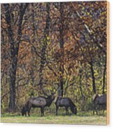 Late Rut Elk Herd At Sunrise Wood Print