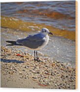 Laughing Gull Wood Print