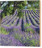 Lavender Field Ii - Lone Tree - Provence France Wood Print