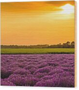 Lavender Fields And Sunset Wood Print