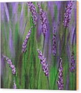 Lavender Garden Wood Print