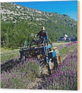 Lavender Harvest In Provence Wood Print