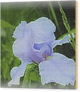 Lavender Iris Wood Print