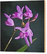 Lavender Orchid Blossoms Wood Print