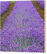 Lavender Rows Wood Print