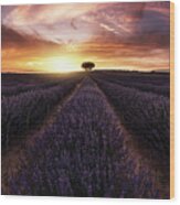 Lavender Sunset Wood Print