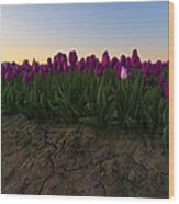 Lavender Tulip Sunrise Wood Print