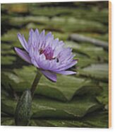 Lavender Water Lily With Bees Wood Print