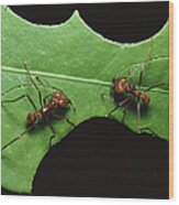 Leafcutter Ant Pair Cutting Leaf Wood Print