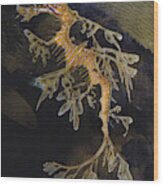 Leafy Sea Dragon Wood Print