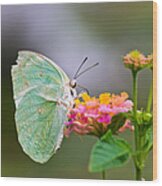 Lemon Emigrant Butterfly Wood Print