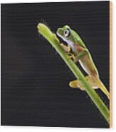 Lemur Leaf Frog Wood Print