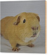 Leonardo The Guinea Pig Wood Print