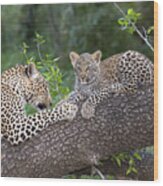 Leopard And Cub Masai Mara Kenya Wood Print
