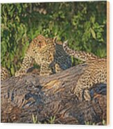 Leopard Cub Learning To Fly Wood Print