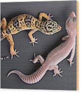 Leopard Gecko E. Macularius Collection Wood Print
