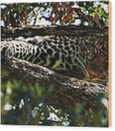 Leopard In A Tree Wood Print
