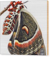 Cecropia Moth Emerged Wood Print
