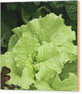 Lettuce Growing In The Garden Wood Print