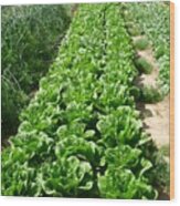 Lettuces In A Row In The Plains Of Central Israel Wood Print