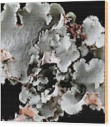 Lichen (canomaculina Sp.) Wood Print