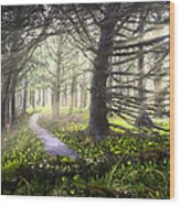 Light On The Trail Wood Print