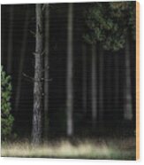 Lightpainting The Pine Forest Wood Print