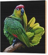 Lilacine Amazon Parrot Isolated On Wood Print