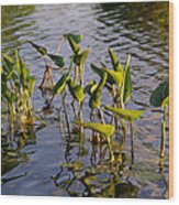 Lillies In Evening Glory Wood Print